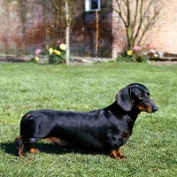 Picture of champion smooth haired dachshund standing on grass