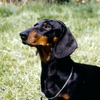 Picture of champion smooth haired dachshund, portrait