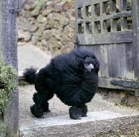 Picture of champion springett rupert of montfleuri, black minaiture poodle, his hair blown in strong wind