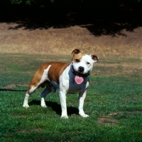 Picture of champion staffordshire bull terrier with patch over eye
