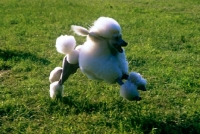 Picture of champion standard poodle leaping across grass