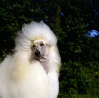 Picture of champion standard poodle looking over shoulder