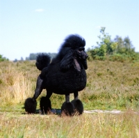 Picture of champion standard poodle standing in countryside