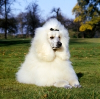 Picture of champion standard poodle with haughty expression