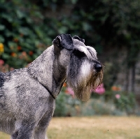 Picture of champion standard schnauzer