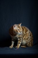 Picture of Champion Svedbergakulle Goliath, studio shot on black background