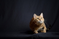 Picture of Champion Svedbergakulle Goliath prowling, studio shot on black background