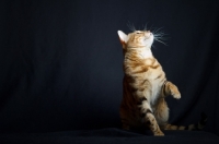 Picture of Champion Svedbergakulle Goliath sitting with one front leg up and looking up, studio shot on black background