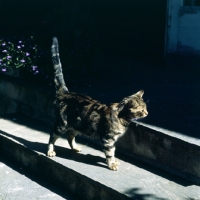 Picture of champion swedish freyois of kandahar, brown tabby short hair cat