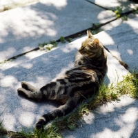 Picture of champion swedish freyois of kandahar, brown tabby short hair cat