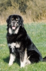 Picture of champion tibetan mastiff looking at camera