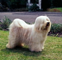 Picture of champion tibetan terrier posed