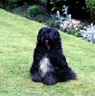 Picture of champion tibetan terrier sitting