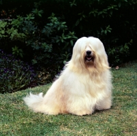 Picture of champion tibetan terrier sitting