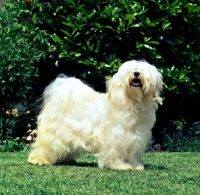 Picture of champion tibetan terrier standing