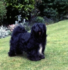 Picture of champion tibetan terrier standing