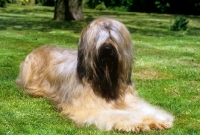 Picture of champion triskele lola, briard lying on grass