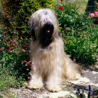 Picture of champion triskele lola, briard sitting by a flower border