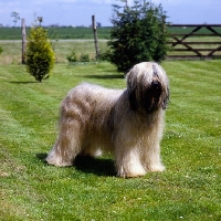 Picture of champion triskele lola, briard standing on grass