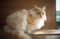 Picture of champion Valentino Sterling Silver resting on a cat shelf