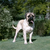 Picture of champion weatherhill thor, mastiff in garden