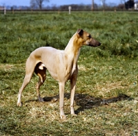 Picture of champion whippet looking away