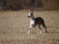 Picture of Champion Whippet running outside