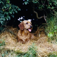 Picture of champion wirehaired dachshund amongst greenery
