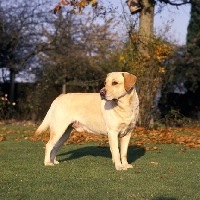 Picture of champion yellow labrador in autumn