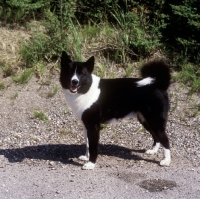 Picture of champion zuro, karelian bear hound