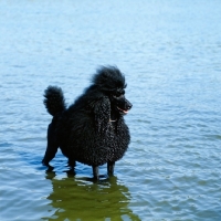 Picture of championstandard poodle, best in show crufts, standing in water