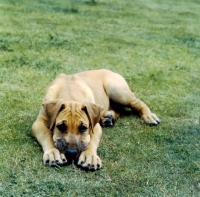 Picture of chaos of clausentum,  great dane puppy lying on grass