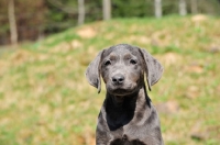 Picture of charcoal Labrador puppy (rare colour)