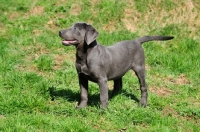 Picture of charcoal Labrador puppy