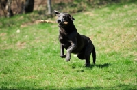 Picture of charcoal Labrador with stick