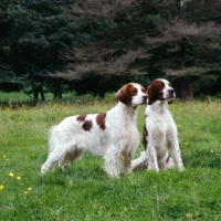 Picture of chardine vari, left, llanelwy hard days night at chardine, irish red and white setters 