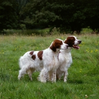 Picture of chardine vari, left, llanelwy hard days night at chardine, dog and bitch irish red and white setter, b.o.b crufts 1987