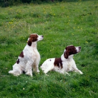 Picture of chardine vari, left, llanelwy hard days night at chardine, irish red and white setters, b.o.b crufts 1987