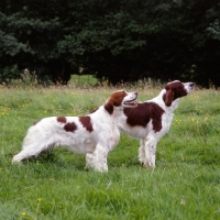 Picture of chardine vari,left, llanelwy hard days night at chardine, two irish red and white setters