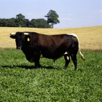 Picture of charles martell's gloucester bull looking at camera