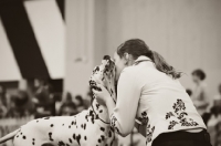 Picture of Charlotte Page and her dog "Rubie" Winflash The Final Magic - sharing an affectionate moment during YKC Utility handling at Crufts 2012