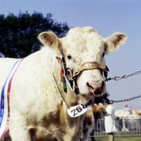 Picture of charolais bull at royal show looking at camera