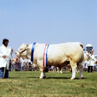 Picture of charolais bull at royal show