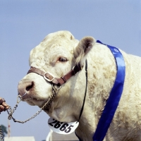 Picture of charolais bull at show