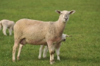 Picture of charolais ewe