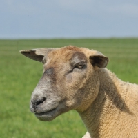 Picture of charolais head study