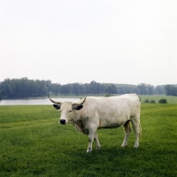 Picture of chartley cow at woburn park