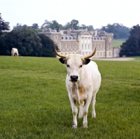 Picture of chartley cow at woburn