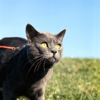 Picture of chartreuse cat in france, int ch pussy prince, on a lead