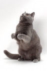 Picture of Chartreux cat about to catch